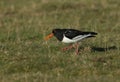 A stunning Oystercatcher Haematopus ostralegus walking in a grassy field searching for food on the Isle of Sheppey, Kent, UK. Royalty Free Stock Photo