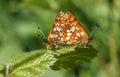 A stunning pair of mating Duke of Burgundy Butterfly Hamearis lucina perching on a leaf. Royalty Free Stock Photo