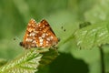 A stunning pair of mating Duke of Burgundy Butterfly Hamearis lucina perching on a leaf. Royalty Free Stock Photo