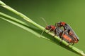 A stunning pair of mating Soldier Beetle Cantharis fusca perching on a blade of grass.