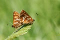 A stunning pair of mating Duke of Burgundy Butterfly Hamearis lucina perching on a leaf. Royalty Free Stock Photo