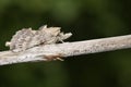 A stunning Pale Prominent, Pterostoma palpina, perched on the stem of a plant.