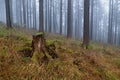 Stunning panorama of foggy coniferous Black Forest, Germany