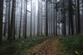Stunning panorama of foggy coniferous Black Forest, Schwartswald, Germany