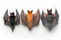 Bats in Flight and at Rest: A Panoramic Collection of Microchiroptera Wildlife, Isolated on White Royalty Free Stock Photo