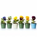 Stunning Pansy Flower Pots: A Captivating National Geographic-inspired Photo Royalty Free Stock Photo