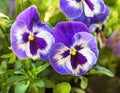 The stunning Pansy