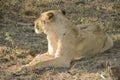 Stunning panting lioness closeup portrait, Kruger National Park, South Africa