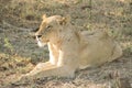 Stunning panting lioness closeup portrait, Kruger National Park, South Africa