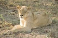 Stunning panting lioness closeup portrait, Kruger National Park, South Africa