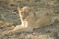 Stunning panting lioness closeup portrait, Kruger National Park, South Africa