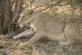 Stunning panting lioness closeup portrait, Kruger National Park, South Africa