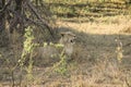 Stunning panting lioness closeup portrait, Kruger National Park, South Africa