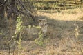 Stunning panting lioness closeup portrait, Kruger National Park, South Africa