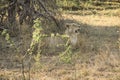 Stunning panting lioness closeup portrait, Kruger National Park, South Africa