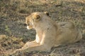 Stunning panting lioness closeup portrait, Kruger National Park, South Africa