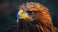 Stunning Passport Photo Of Eagle Captured With 50mm Lens