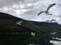 Norwegian fjords landscape with Naeroyfjord (NÃÂ¦rÃÂ¸yfjord) and seagulls in flight