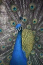 Pearlescent Feathers on a Cobalt Blue Peacock