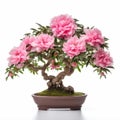 Stunning Peony Bonsai On White Background For Fullframe Captures Royalty Free Stock Photo