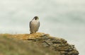 A stunning Peregrine Falco peregrinus perched on a cliff at the coast. It is looking for its next meal.
