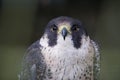 Stunning peregrine falcon closeup with focus on the intense eyes