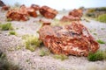 Stunning petrified wood in the Petrified Forest National Park, Arizona Royalty Free Stock Photo