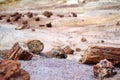 Stunning petrified wood in the Petrified Forest National Park, Arizona Royalty Free Stock Photo