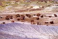 Stunning petrified wood in the Petrified Forest National Park, Arizona Royalty Free Stock Photo