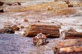 Stunning petrified wood in the Petrified Forest National Park, Arizona Royalty Free Stock Photo