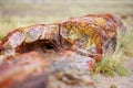 Stunning petrified wood in the Petrified Forest National Park, Arizona, USA Royalty Free Stock Photo