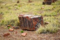 Stunning petrified wood in the Petrified Forest National Park, Arizona, USA Royalty Free Stock Photo