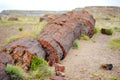 Stunning petrified wood in the Petrified Forest National Park, Arizona, USA Royalty Free Stock Photo