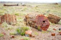 Stunning petrified wood in the Petrified Forest National Park, Arizona, USA Royalty Free Stock Photo