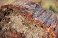 Stunning petrified wood in the Petrified Forest National Park, Arizona, USA Royalty Free Stock Photo