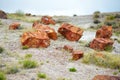 Stunning petrified wood in the Petrified Forest National Park, Arizona, USA Royalty Free Stock Photo