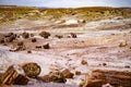 Stunning petrified wood in the Petrified Forest National Park, Arizona, USA Royalty Free Stock Photo