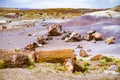 Stunning petrified wood in the Petrified Forest National Park, Arizona, USA Royalty Free Stock Photo