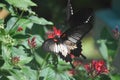 Stunning photo of a beautiful swallowtail butterfly Royalty Free Stock Photo