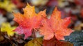 Autumn Foliage: Basic Maple Leaves in Vibrant Shades of Red and Orange Royalty Free Stock Photo