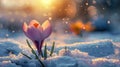 Sunlit Springtime Crocus Growth in Snowy Landscape Royalty Free Stock Photo