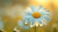 White Spring Marguerite Blossoms in Fresh Green Garden