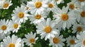 White Spring Marguerite Blossoms in Fresh Green Garden