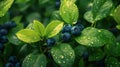 Fresh Green Leaves of Blueberry Bush in the Sunlight - Nature\'s Bounty