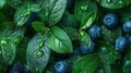 Fresh Green Leaves of Blueberry Bush in the Sunlight - Nature\'s Bounty