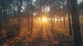 Golden Hour in Pine Forest: Sunlight Peeking Through Trees Royalty Free Stock Photo