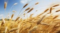 Vast Golden Wheat Field With Clear Blue Sky as a Background Royalty Free Stock Photo