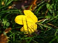 A burst of color in the midst of fall: a yellow leaf in the grass Royalty Free Stock Photo