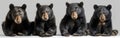 Collection of American Black Bears - Standing, Sitting, Screaming, Lying - Isolated on White Background - Wildlife Animals Royalty Free Stock Photo