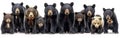 Collection of American Black Bears - Standing, Sitting, Screaming, Lying - Isolated on White Background - Wildlife Animals Royalty Free Stock Photo